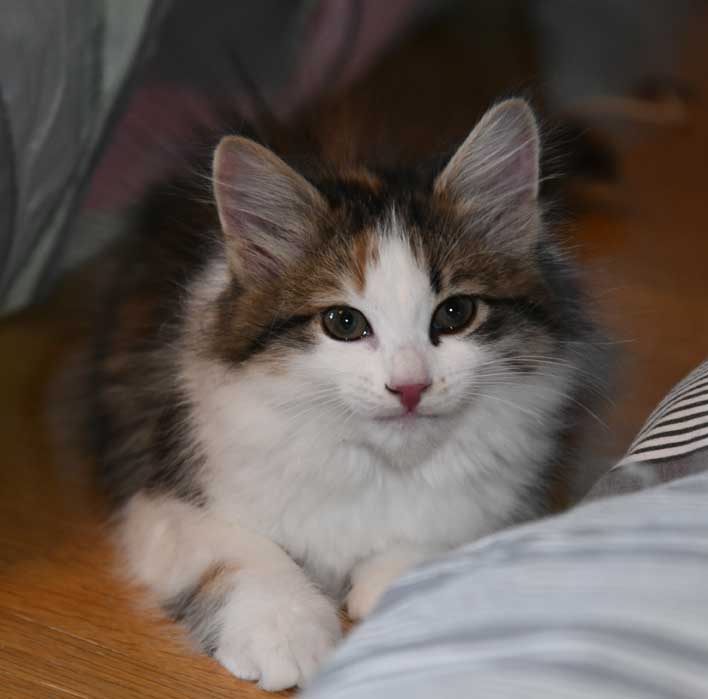 Sibirisk kattunge Edda