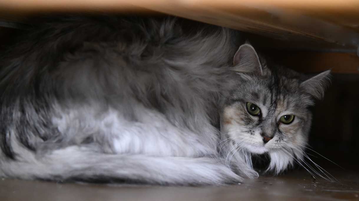 sibirisk katt Zinnie