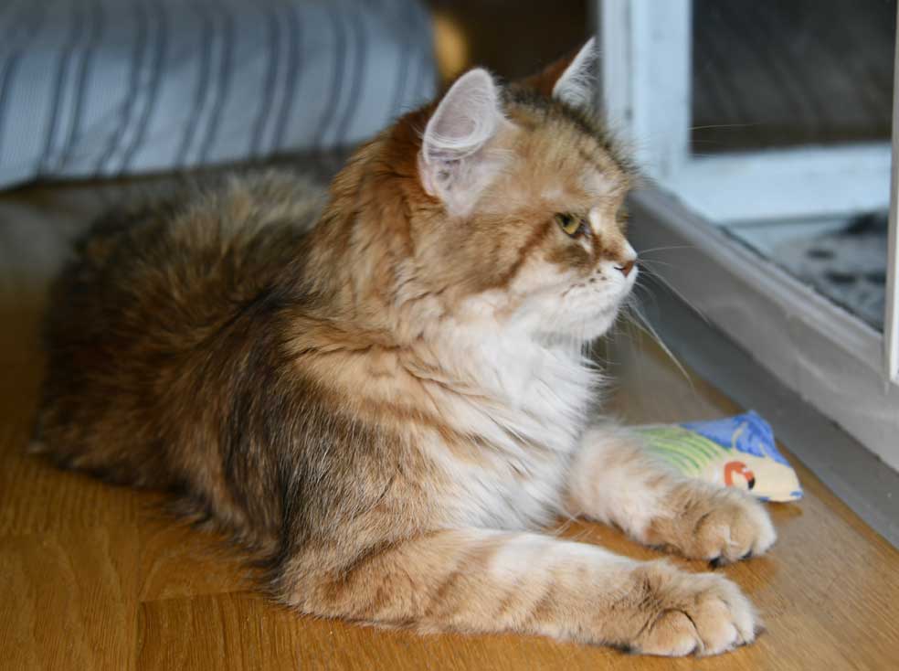 Sibirisk katt Uni
