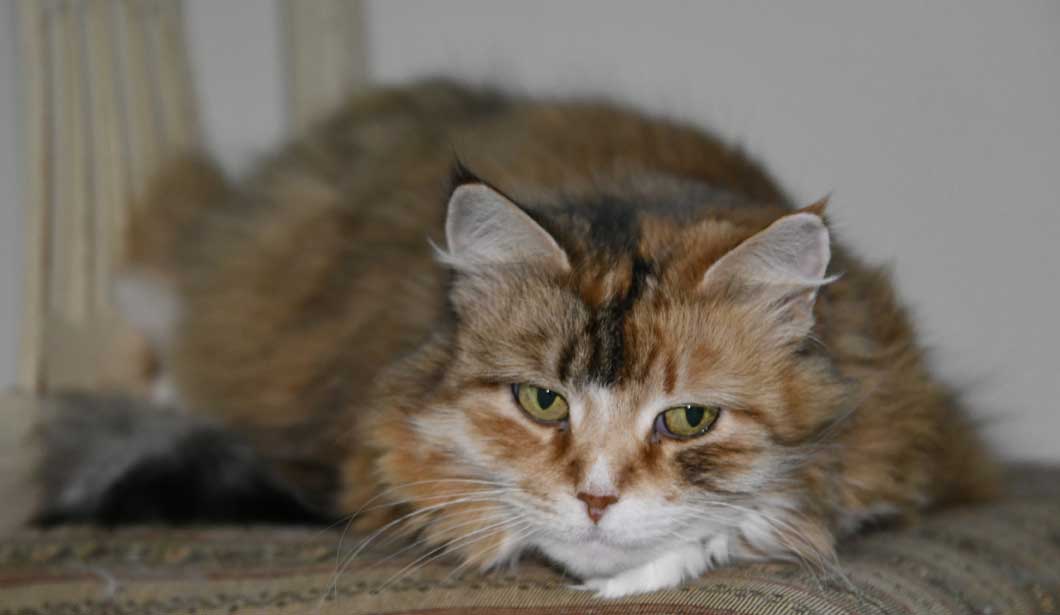 Sibirisk katt Dani