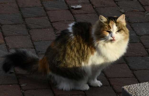 sibirisk katt Colbie