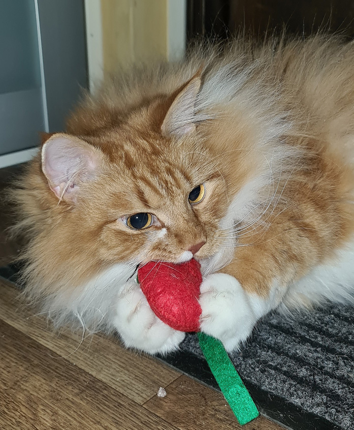 Sibirisk katt Zeus