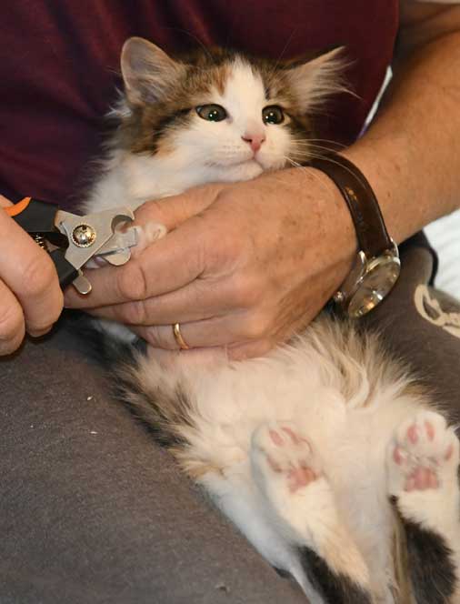 sibirisk kattunge Edda