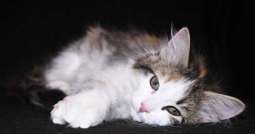 sibirisk kattunge Edda