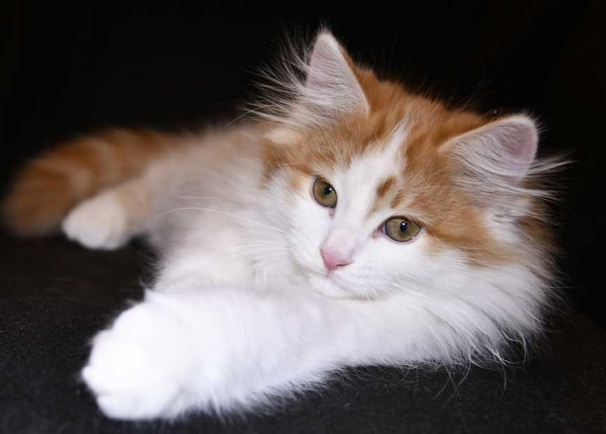 sibirisk kattunge Elvis