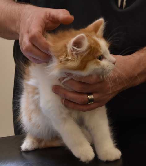 sibirisk kattunge Elvis