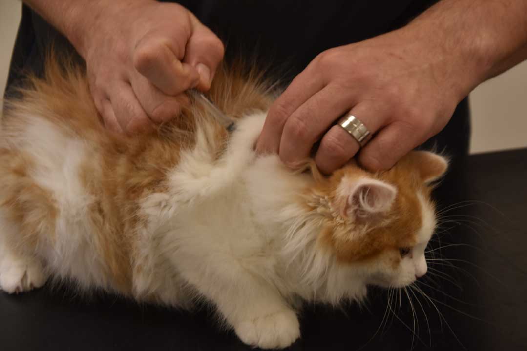 Sibirisk kattunge Elvis