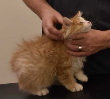 Sibirisk kattunge Einstein