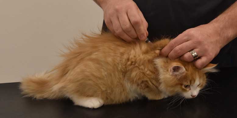 sibirisk kattunge Einstein