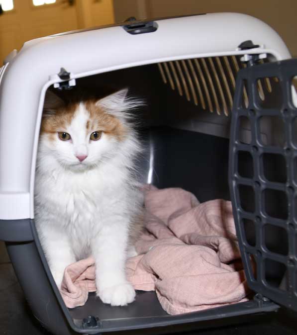 sibirisk kattunge Elvis