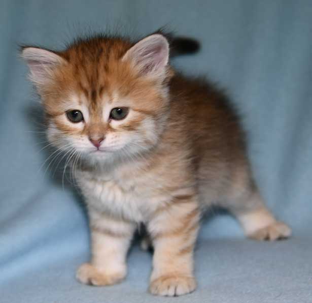 Sibirisk kattunge Florentina