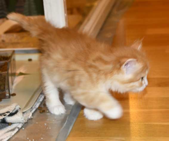 sibirisk kattunge Flynn