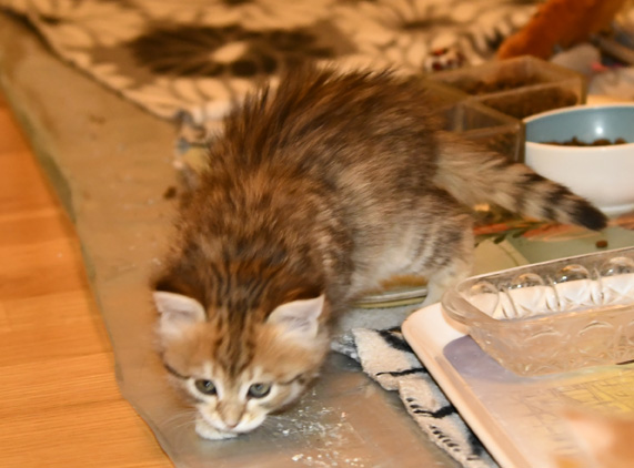 sibirisk kattunge Fujita