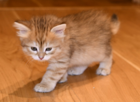 sibirisk kattunge Florentina
