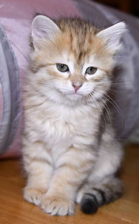 sibirisk kattunge Florentina