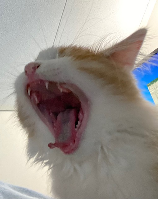sibirisk katt Einstein
