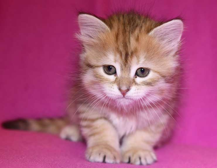 sibirisk kattunge Florentina
