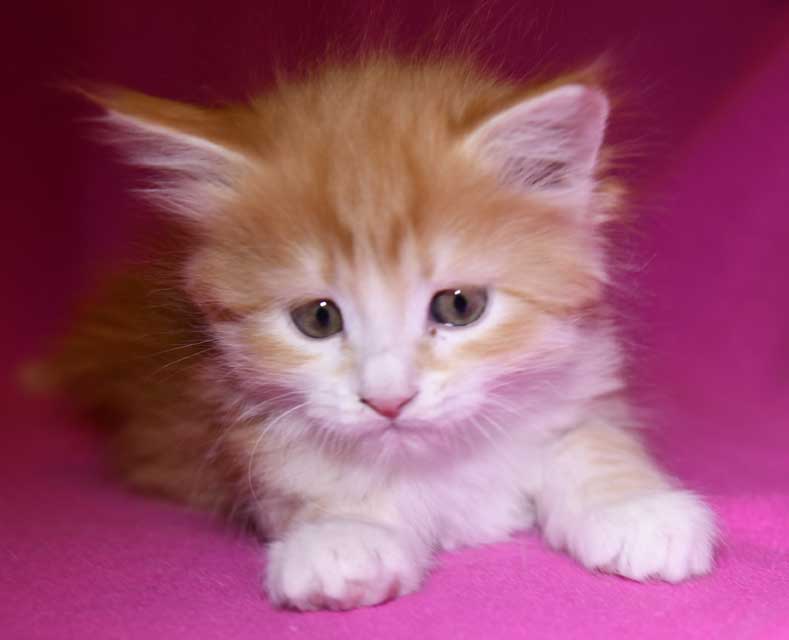 sibirisk kattunge Flynn