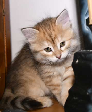 sibirisk kattunge Florentina
