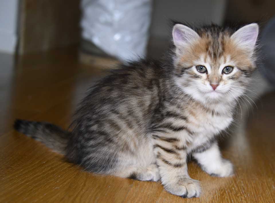 sibirisk kattunge Fujita