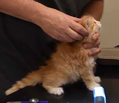 sibirisk kattunge Flynn