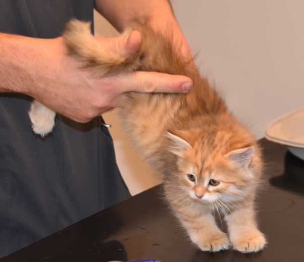 sibirisk kattunge Florentina