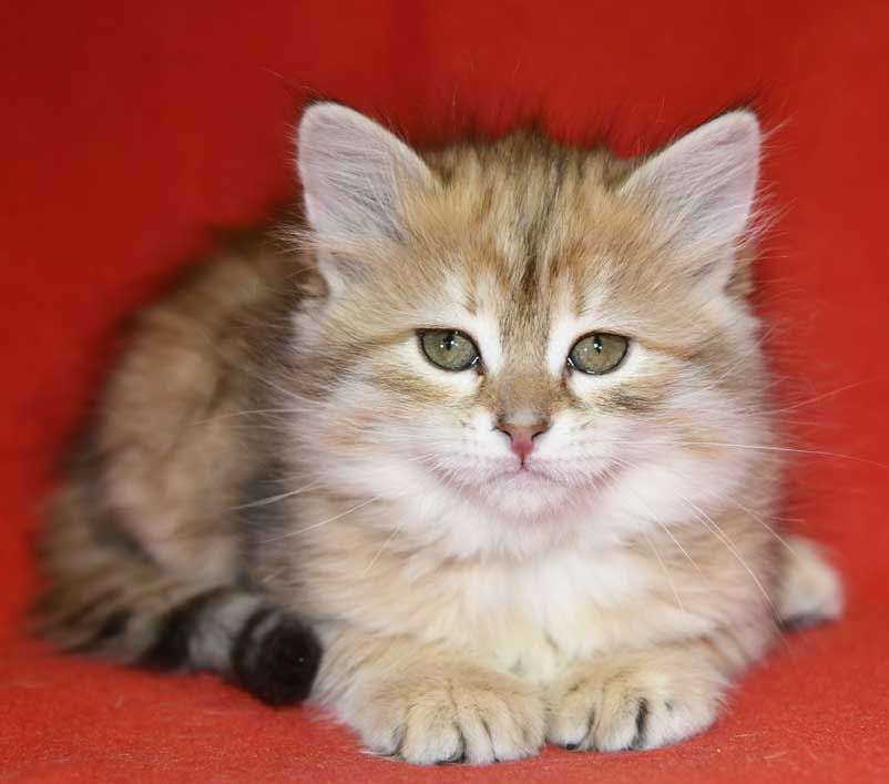 sibirisk kattunge Florentina
