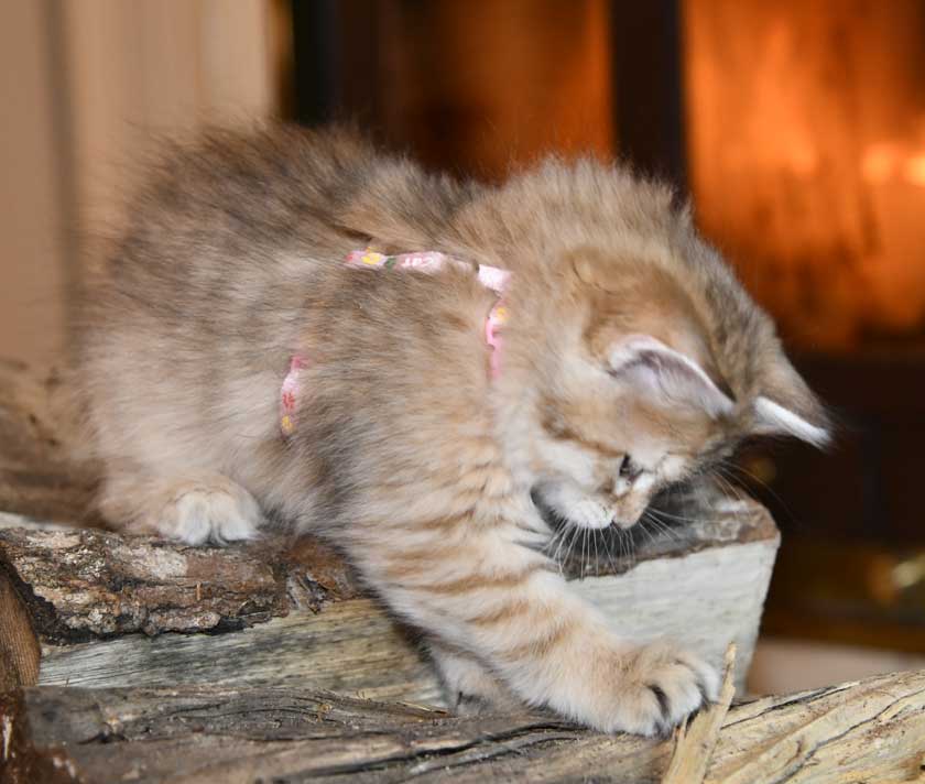 sibirisk kattunge Florentina