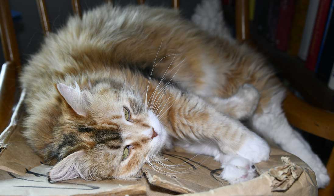 sibirisk katt Dani