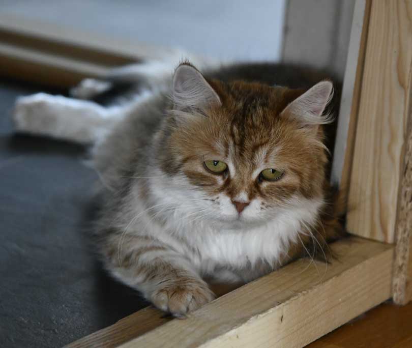 sibirisk katt Uni