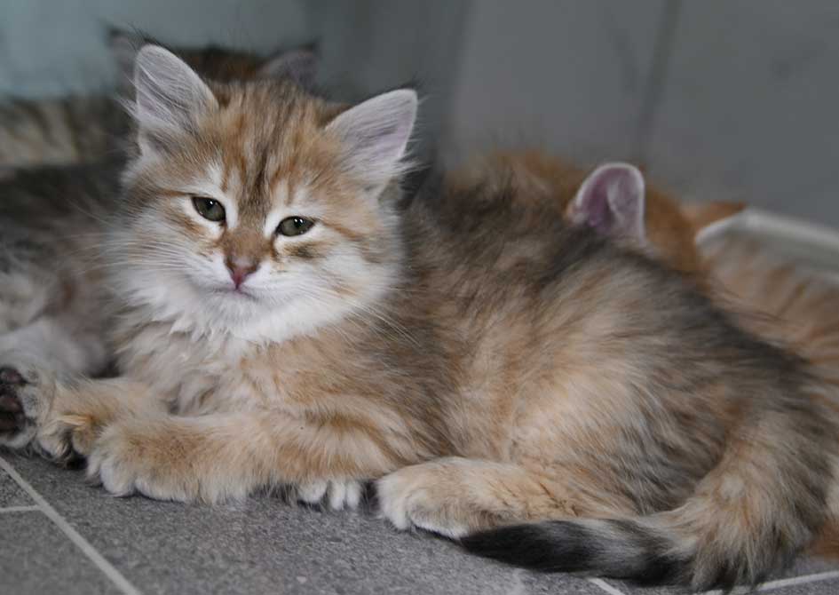 sibirisk kattunge Florentina