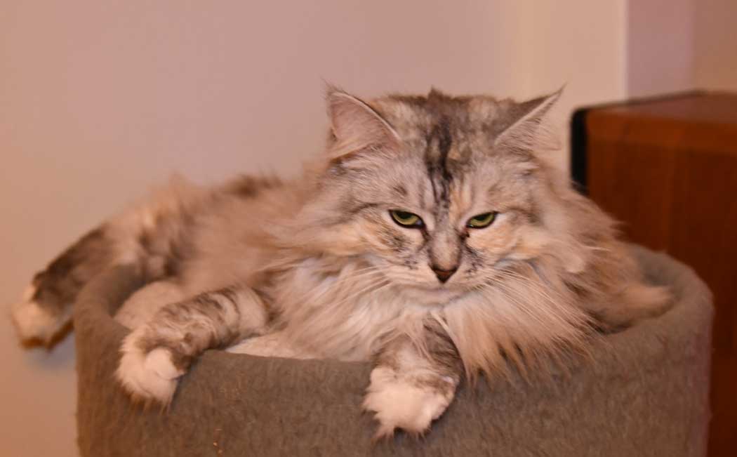 sibirisk katt Zinnie