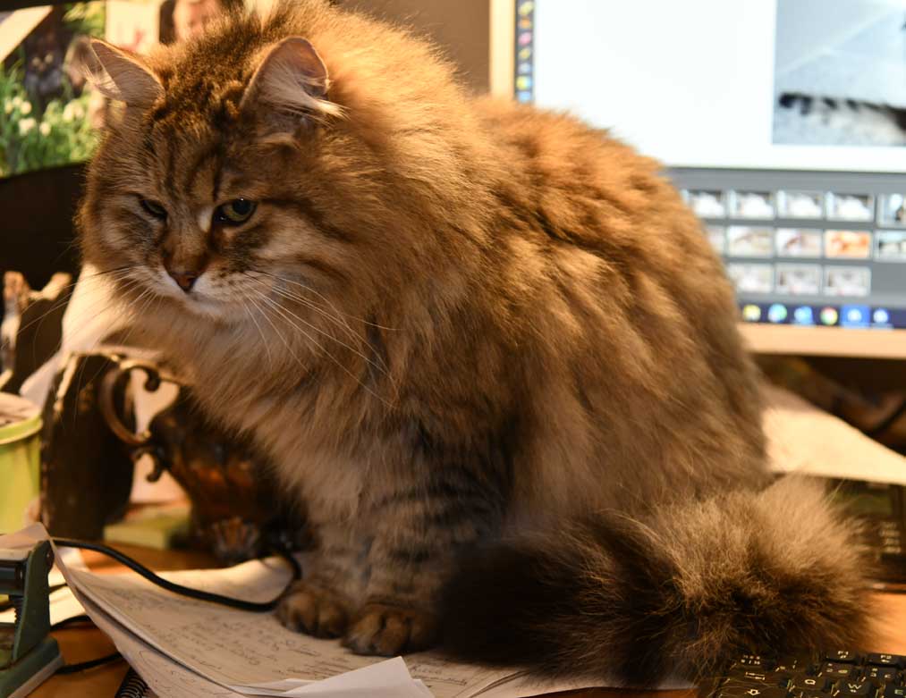 sibirisk kattunge Gabbie