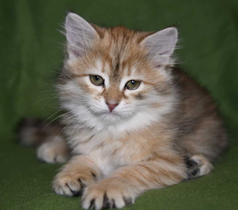 siirisk kattunge Florentina