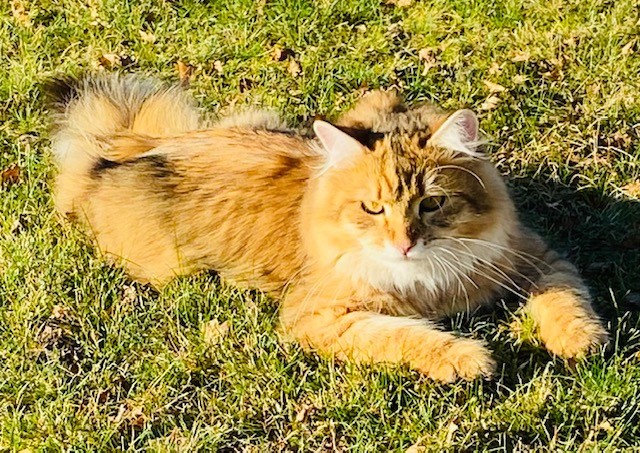 sibirisk katt Betelgeuse