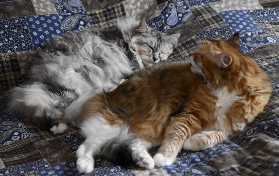 sibirisk katter Zinnie o Dani