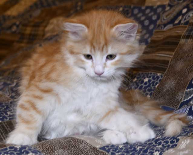 sibirisk kattunge Flynn