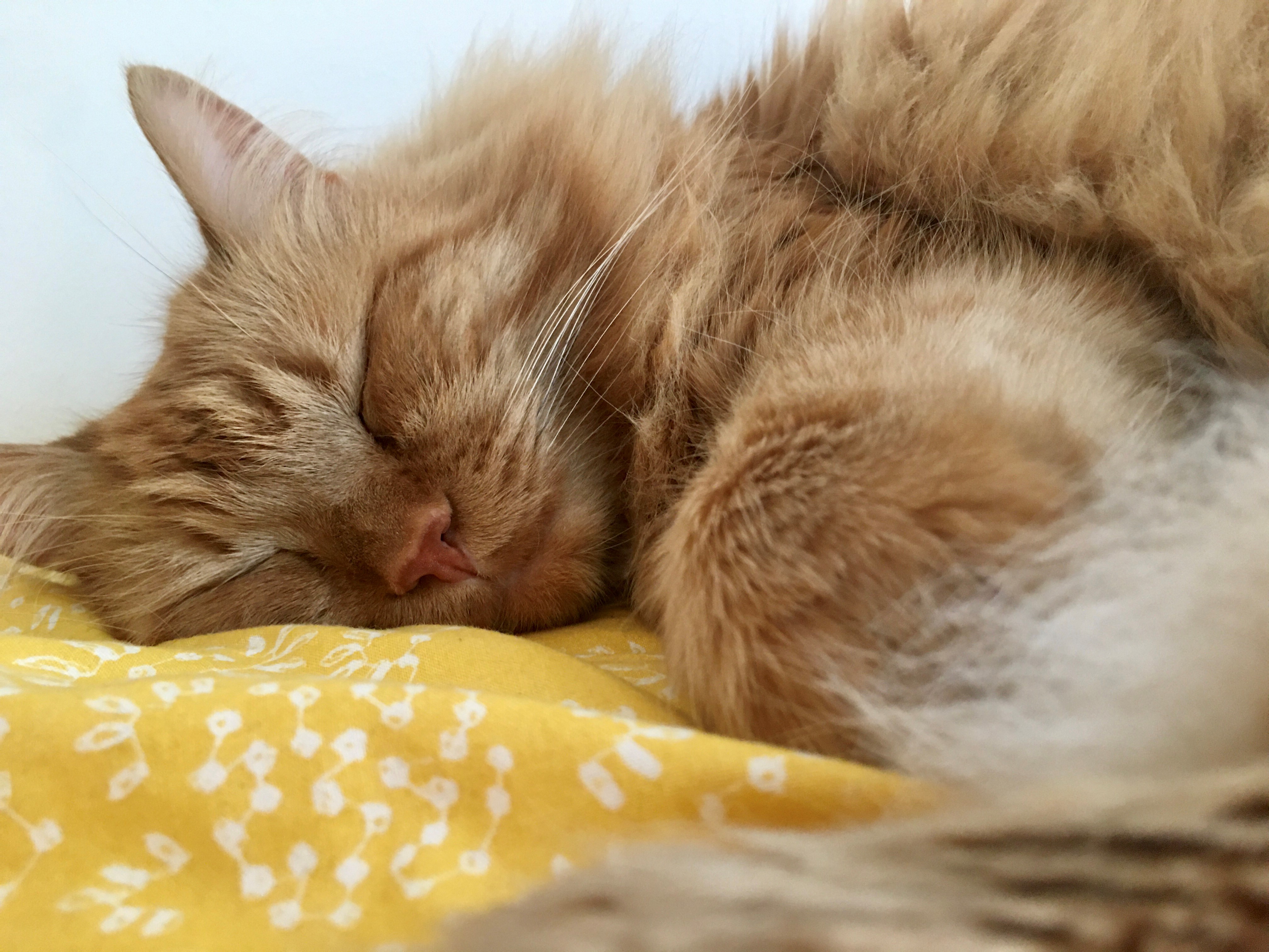 Sibirisk katt Kosmos