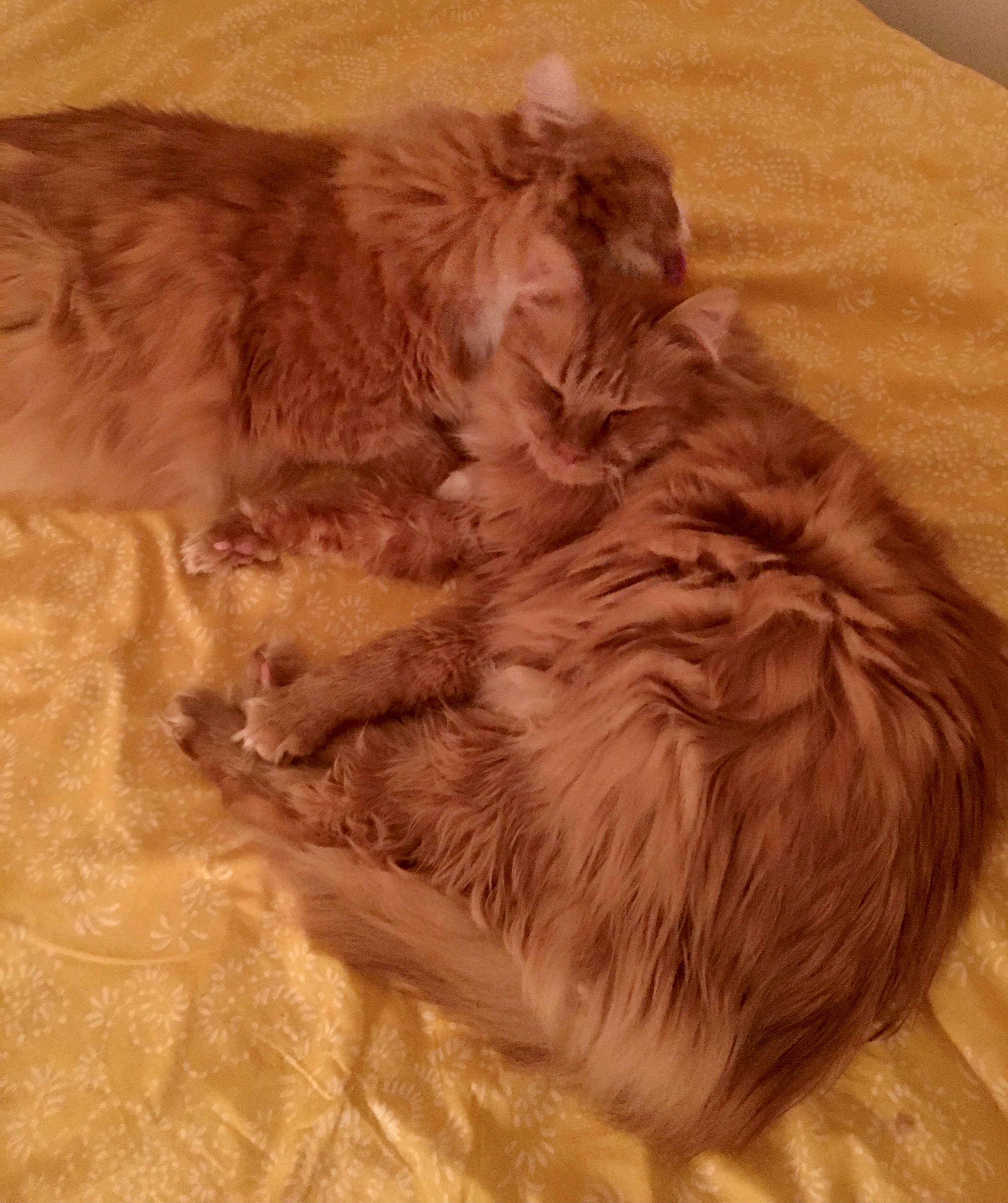 Sibirisk katt Kosmos o Kale