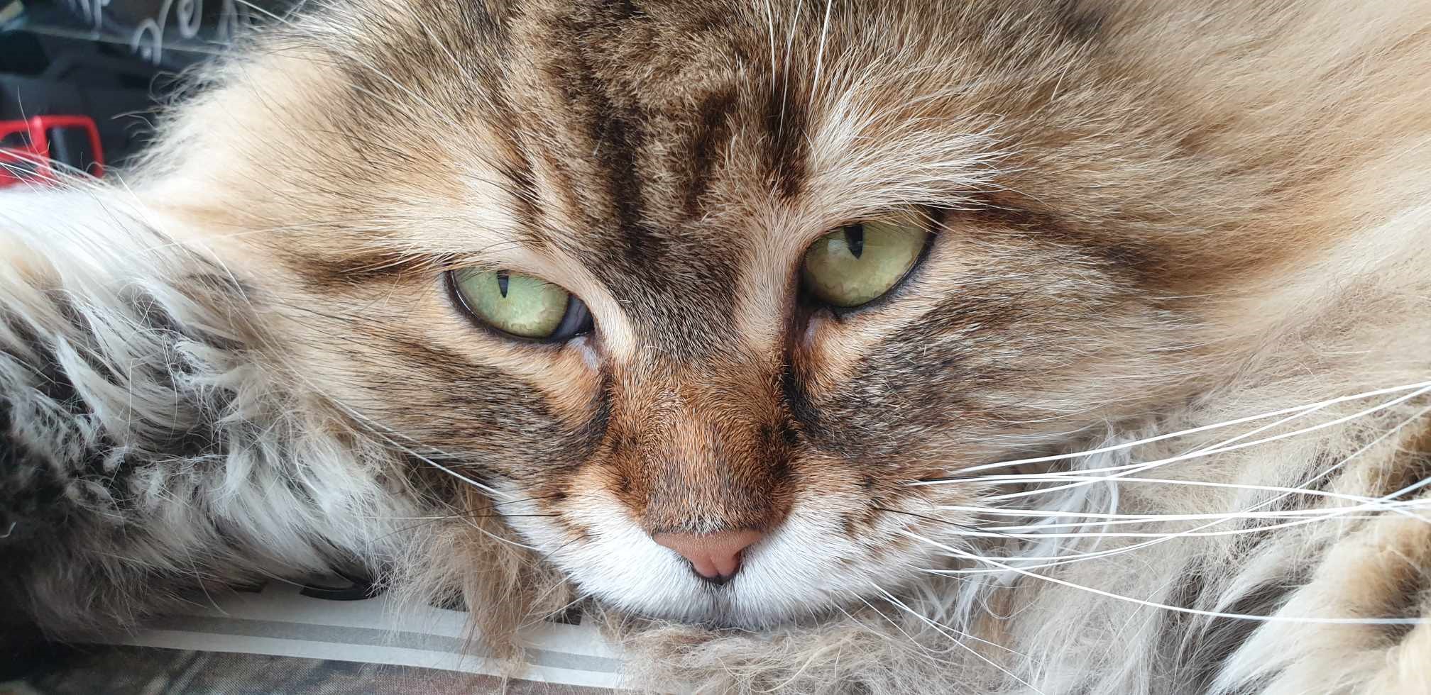Sibirisk katt Styx