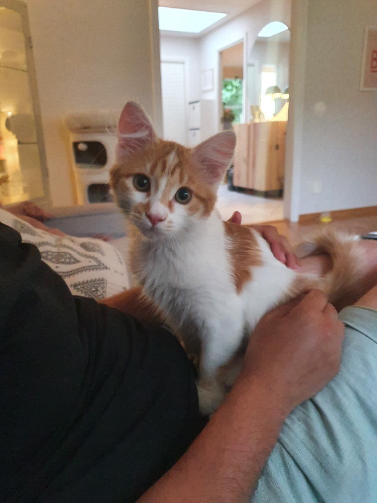 sibirisk katt Antares