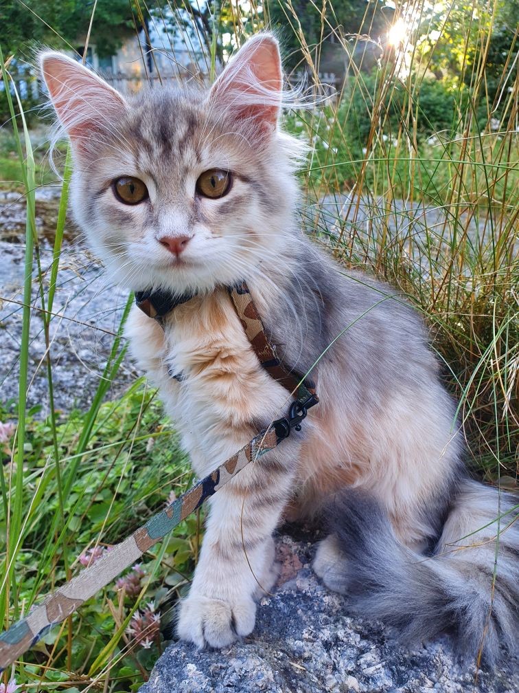 Sibirisk kattunge Beemim