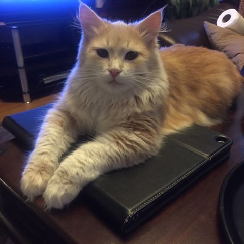 sibirisk katt Magni