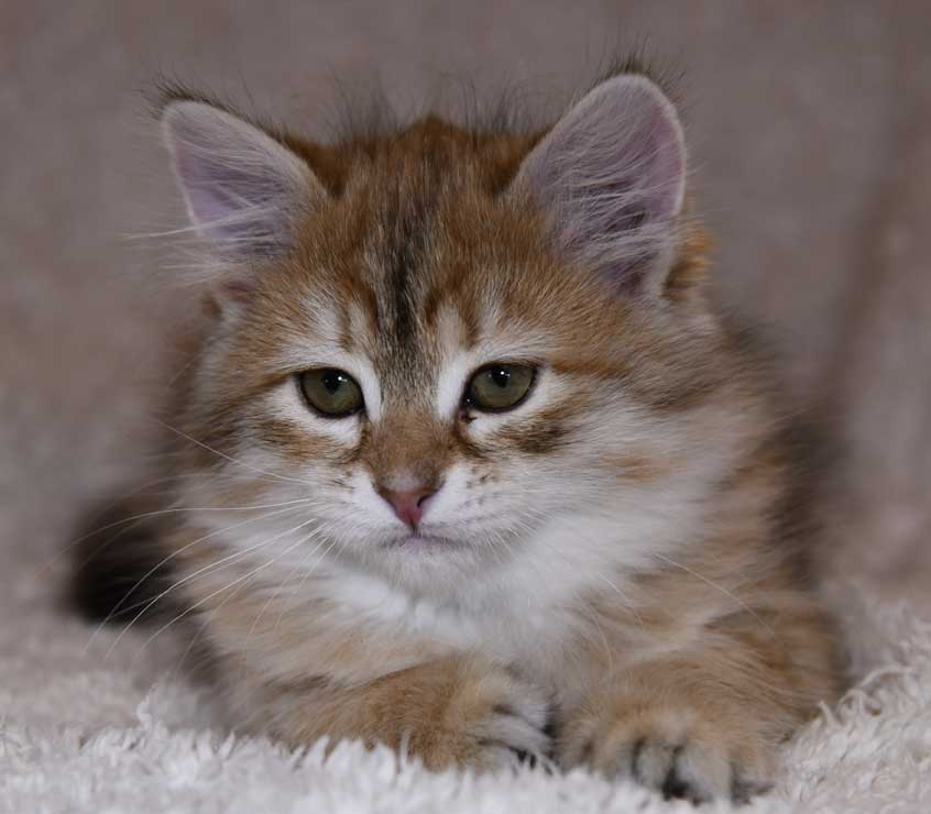 sibirisk kattunge Florentina
