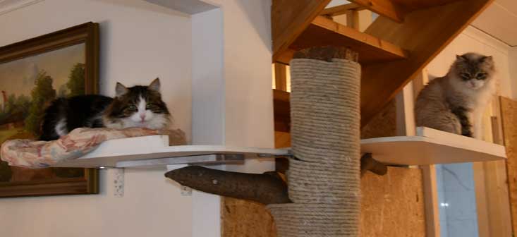 Sibirisk katt Vickie Whiffi