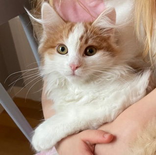 Sibirisk katt Elvis