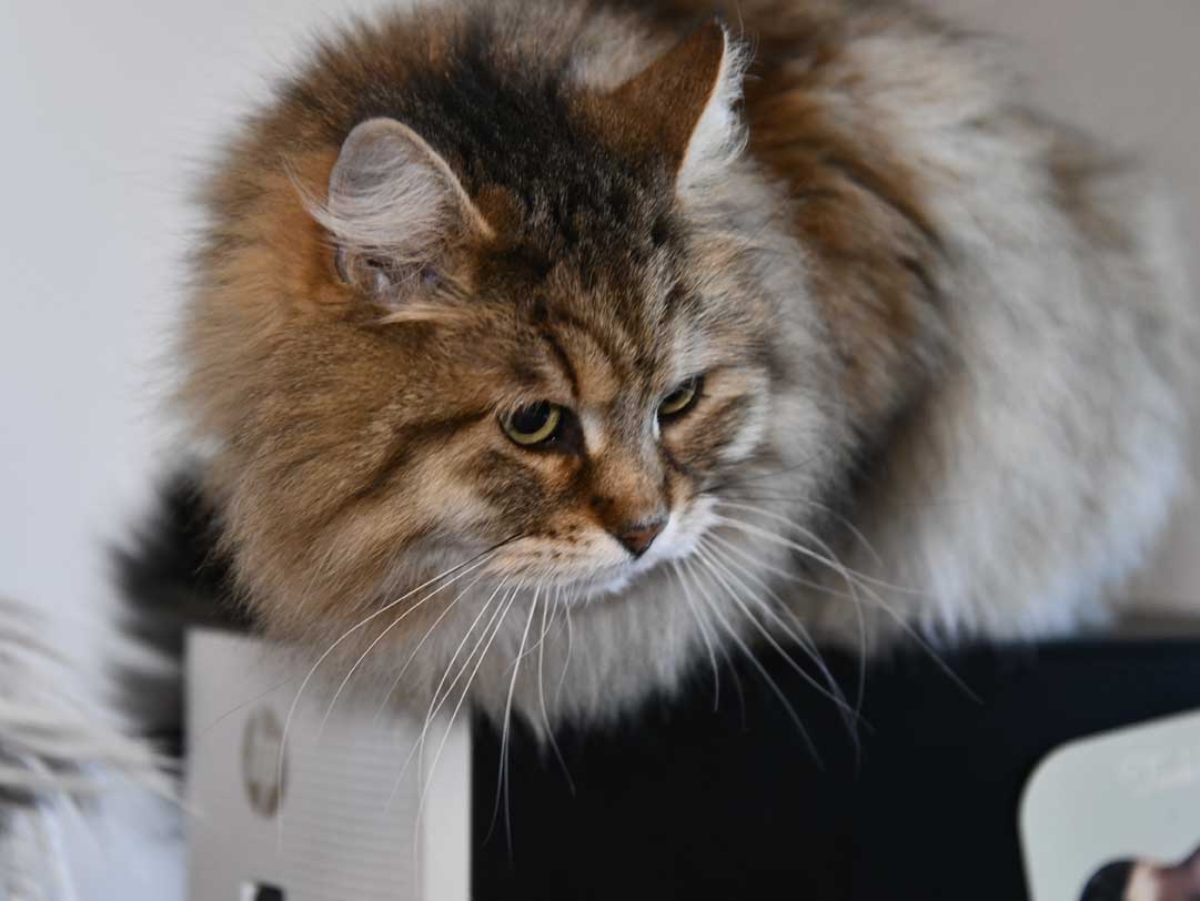 Sibirisk katt Gabbie