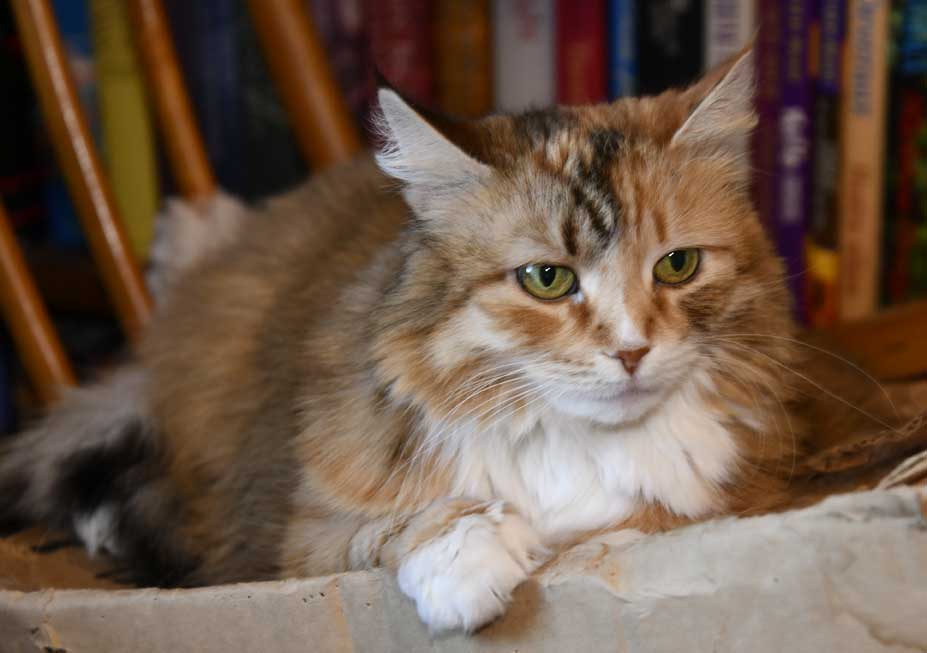 sibirisk katt Dani