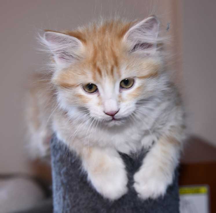 sibirisk kattunge Flynn
