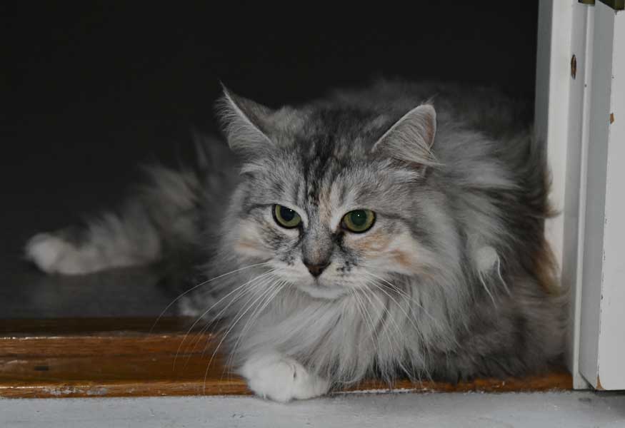 sibirisk katt Zinnie